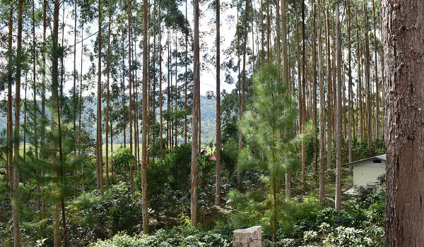 Beautiful coffee plantations